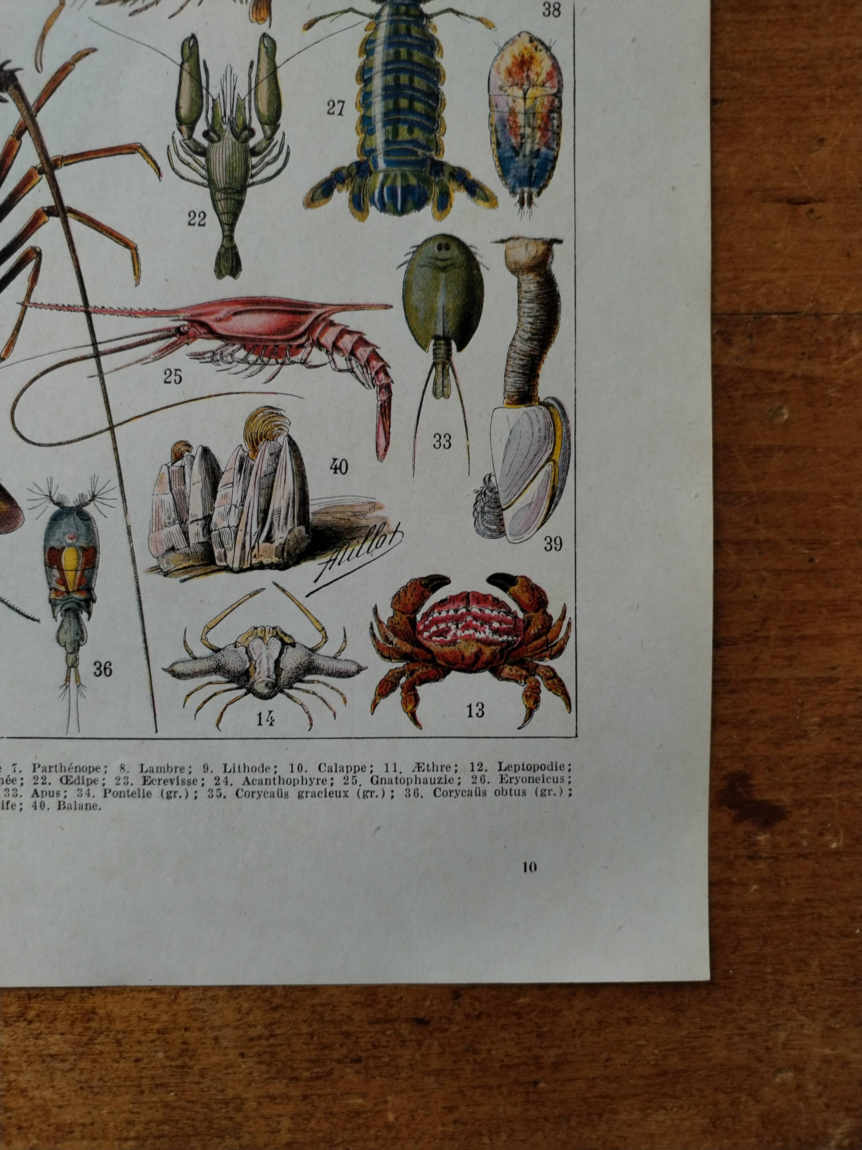 Original lithograph on crustaceans
