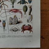Original lithograph on crustaceans