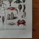 Lithographie originale sur les crustacés