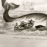 Antique engraving from 1849 - Whale - de Travies, Orbigny - ocean, cetacean