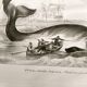 Antique engraving from 1849 - Whale - de Travies, Orbigny - ocean, cetacean
