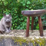 Raw wood tripod stool