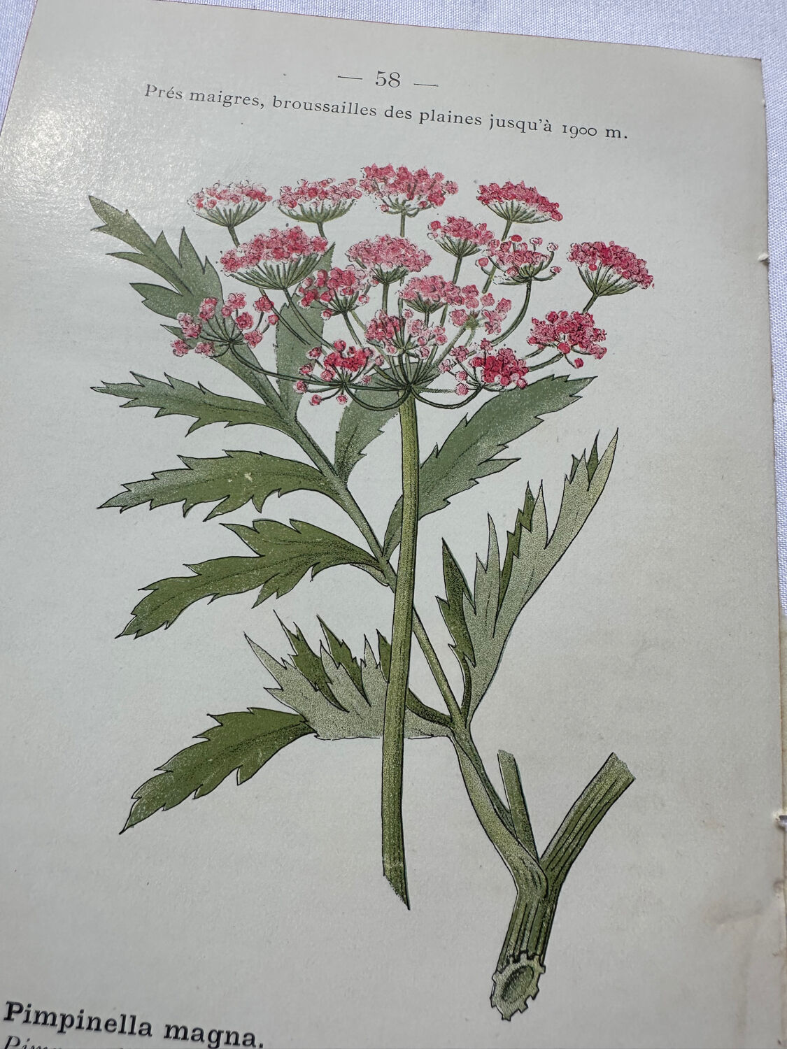 Botanical plate of a French plant from the 18th century, double-sided.