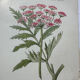 Botanical plate of a French plant from the 18th century, double-sided.
