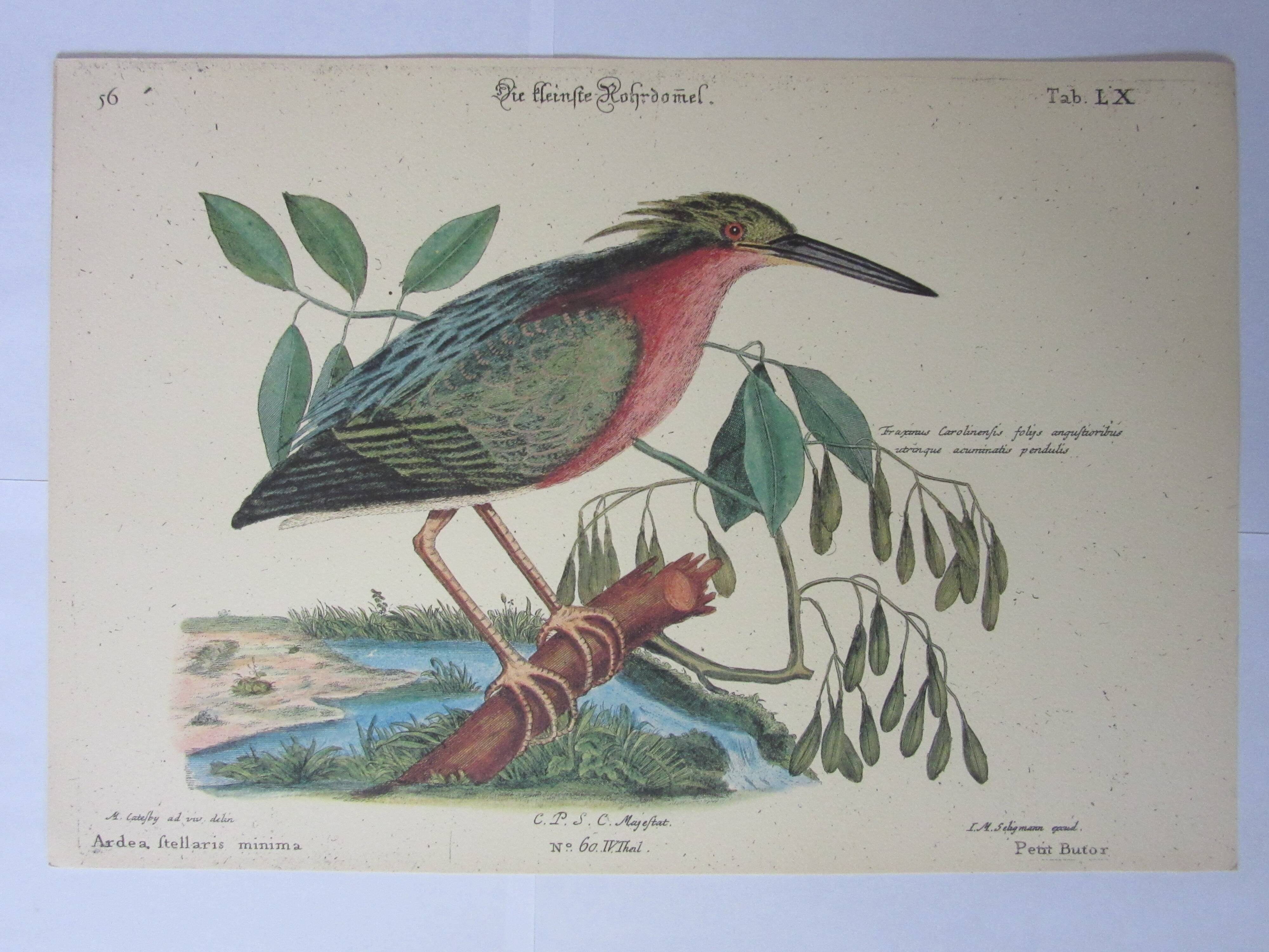 Engraving bird, little bittern, repro Catesby/Seligmann