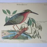 Engraving bird, little bittern, repro Catesby/Seligmann