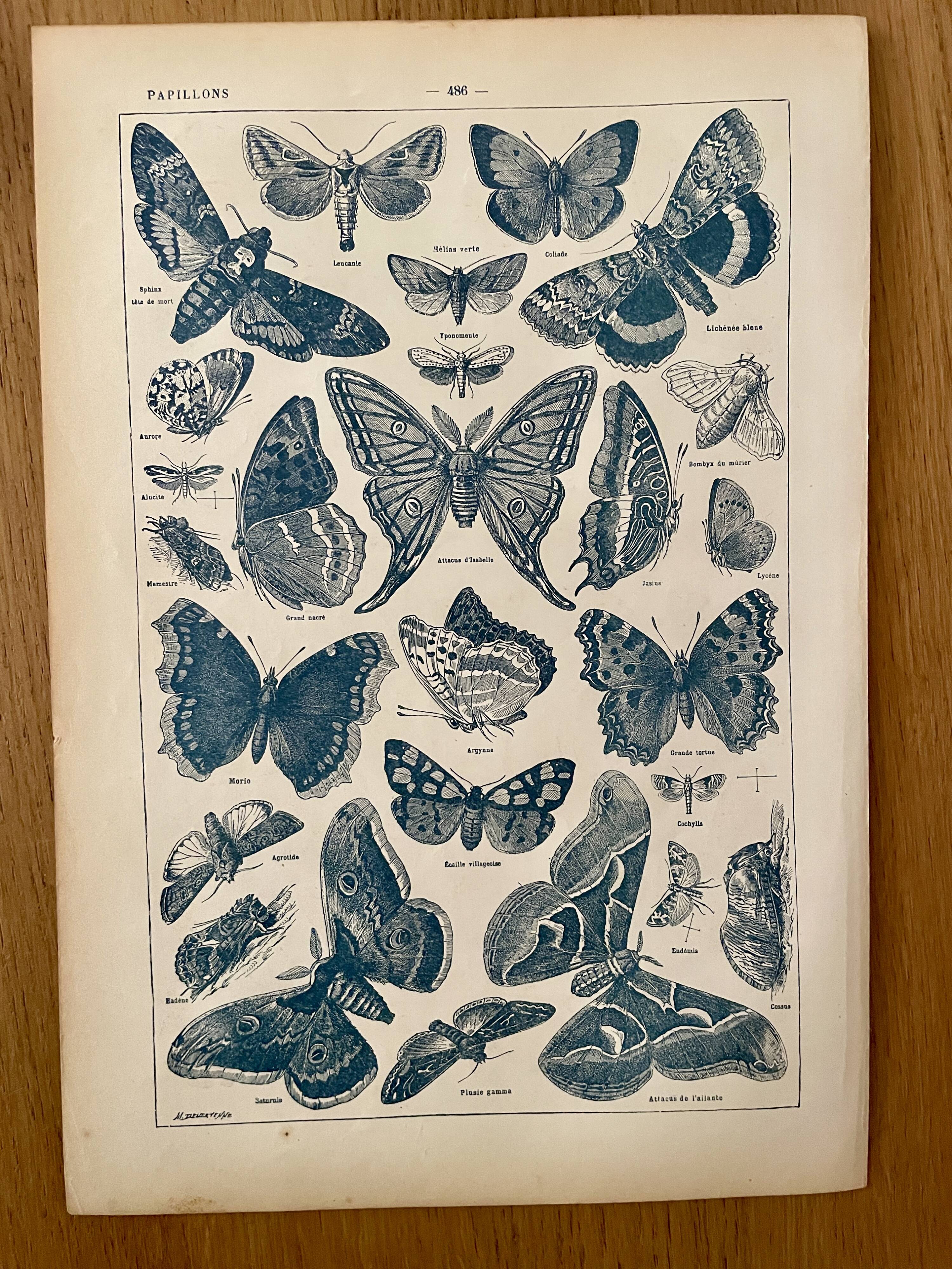 Lithograph on butterflies - 1920