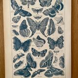 Lithograph on butterflies - 1920