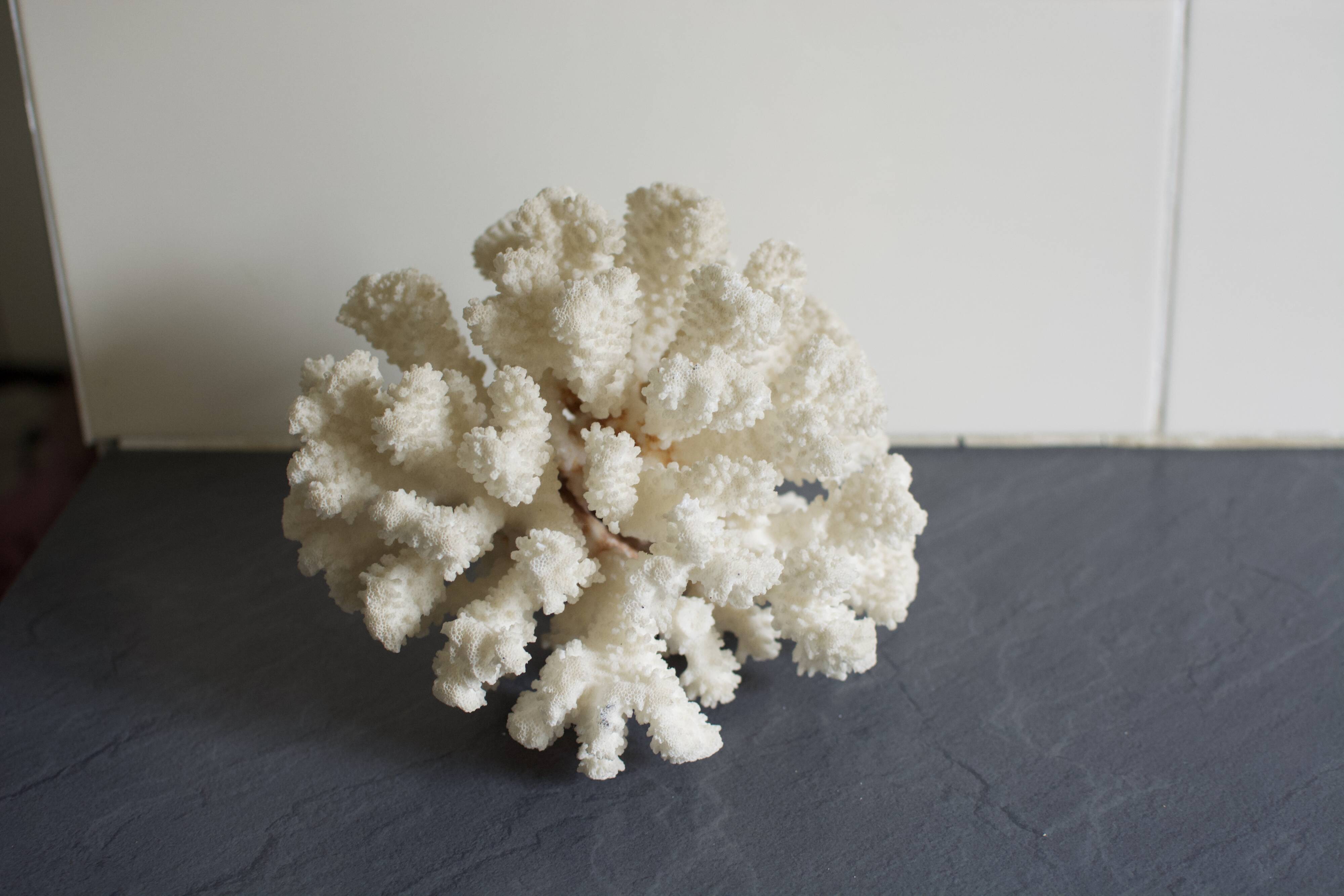 Great white coral