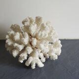 Great white coral