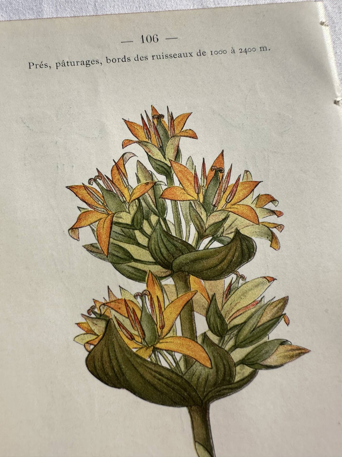 Naturalist Plate – 19th Century Botanical Engraving, Double-Sided