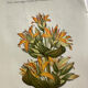 Naturalist Plate – 19th Century Botanical Engraving, Double-Sided
