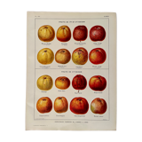 Lithographie sur les pommes à cidre de 1921