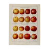 Lithographie sur les pommes à cidre de 1921