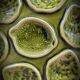 Green oyster plate