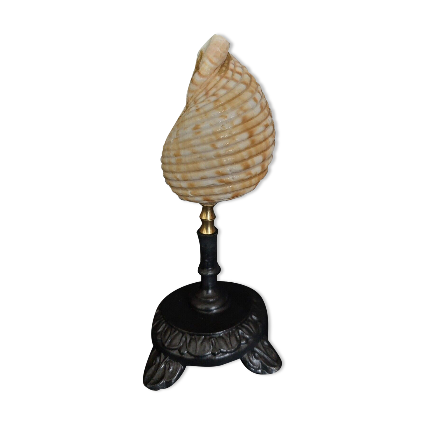 Cabinet of curiosities shell tonna luteostoma on base