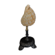 Cabinet of curiosities shell tonna luteostoma on base