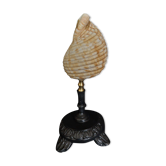 Cabinet of curiosities shell tonna luteostoma on base