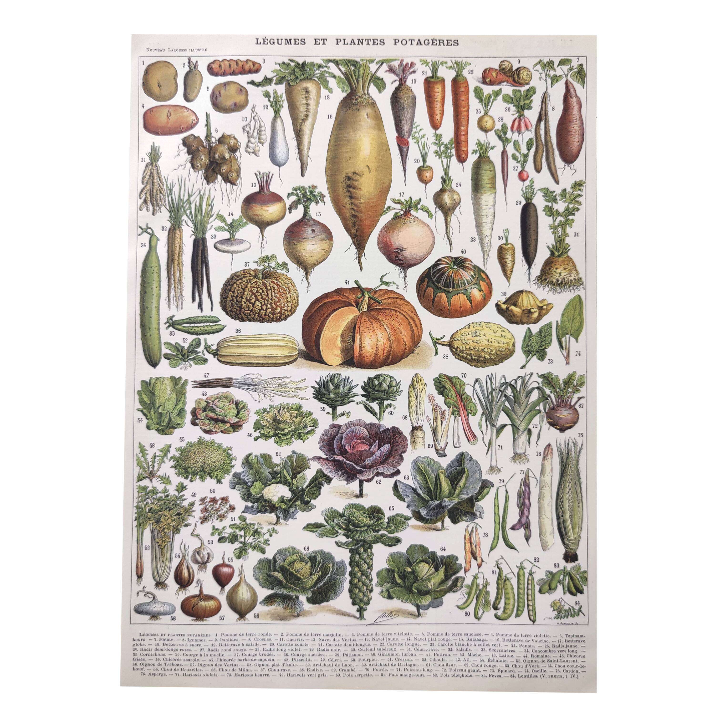 Vintage lithograph plate vegetables and plants from the vegetable garden 1900