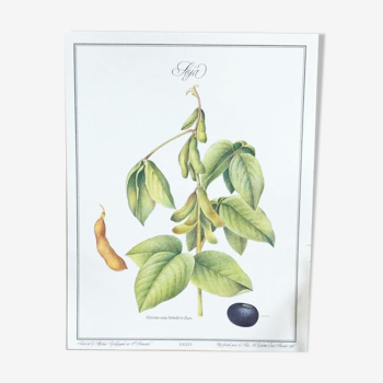 Frame of a botanical poster of Soybeans