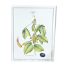 Frame of a botanical poster of Soybeans