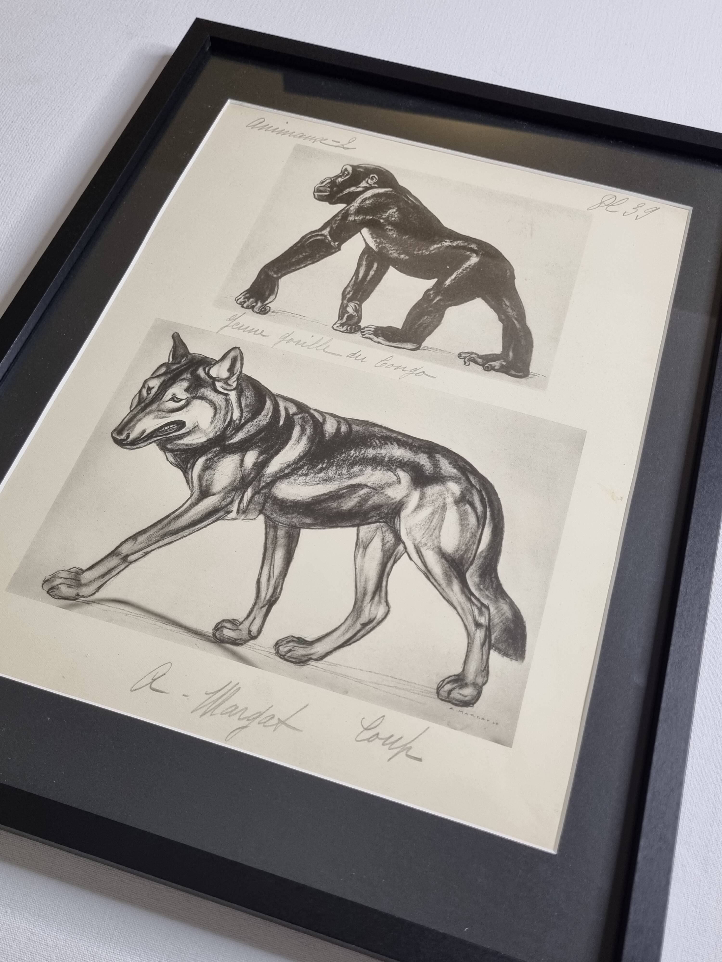 Illustrated plate, Studies of Gorilla and Wolf, Signed A. Margat, 1930