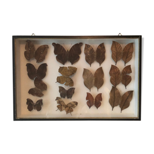 cadre papillon sous verre