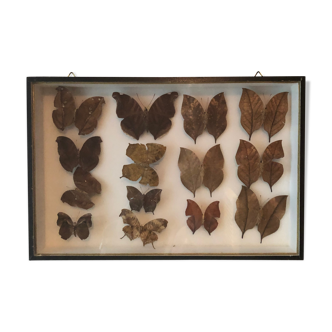 Butterfly frame under glass