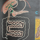 Displays the digestive system