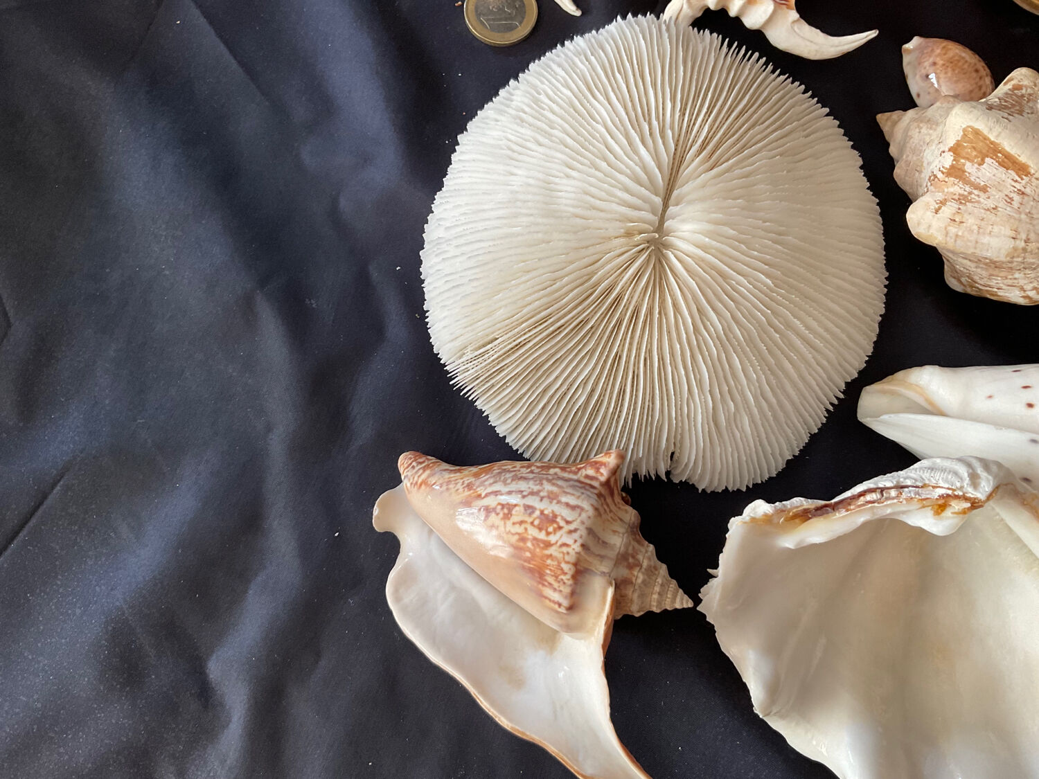 Shell Collection