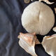 Shell Collection