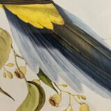 Bird lithograph j&e gould