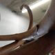 Thonet parrot coat rack