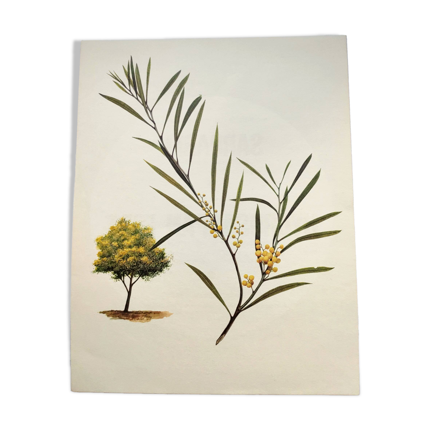 Acacia Illustration - Vintage Nature Plate - Botanical Tree from the 60s
