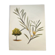 Acacia Illustration - Vintage Nature Plate - Botanical Tree from the 60s