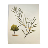 Acacia Illustration - Vintage Nature Plate - Botanical Tree from the 60s