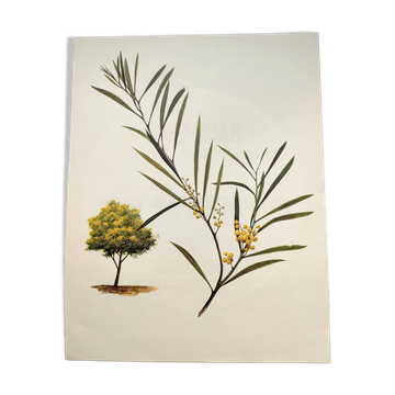 Acacia Illustration - Vintage Nature Plate - Botanical Tree from the 60s