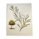 Acacia Illustration - Vintage Nature Plate - Botanical Tree from the 60s