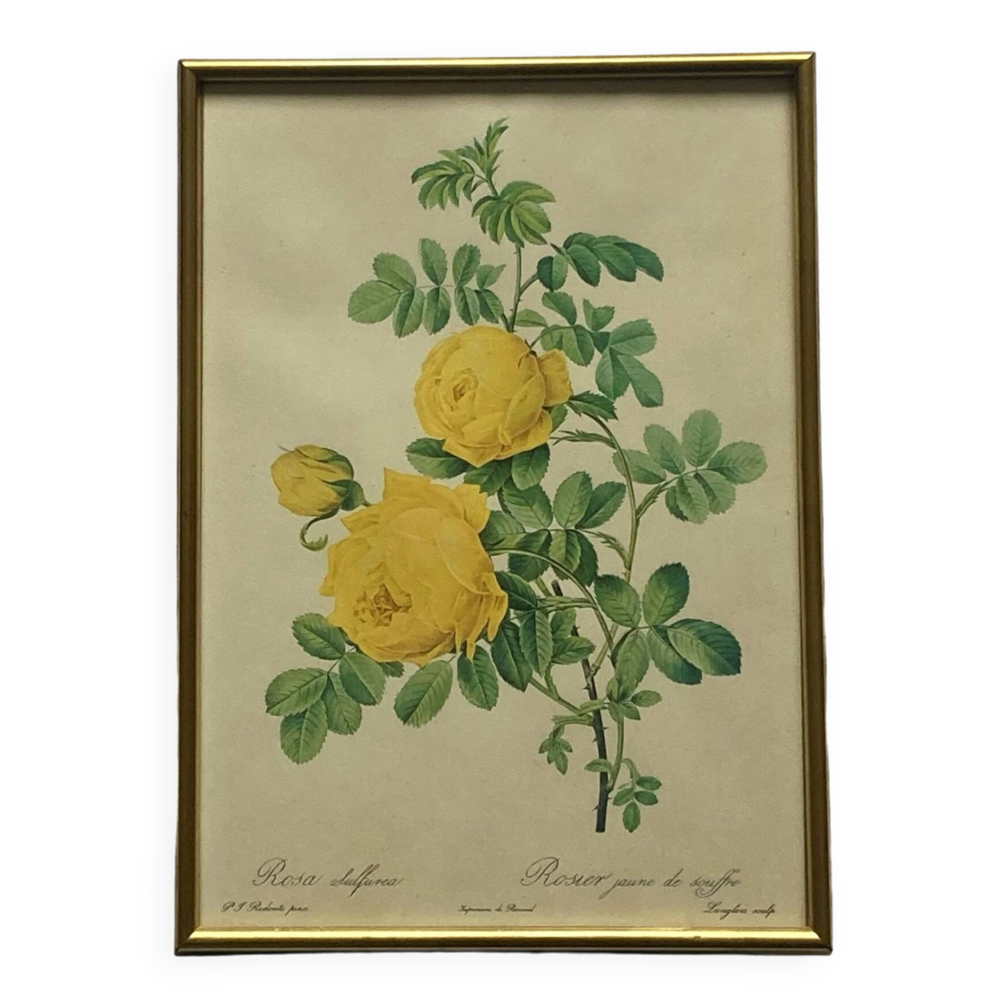 Old yellow rose lithograph framed under glass Remond printing house ACC-7059