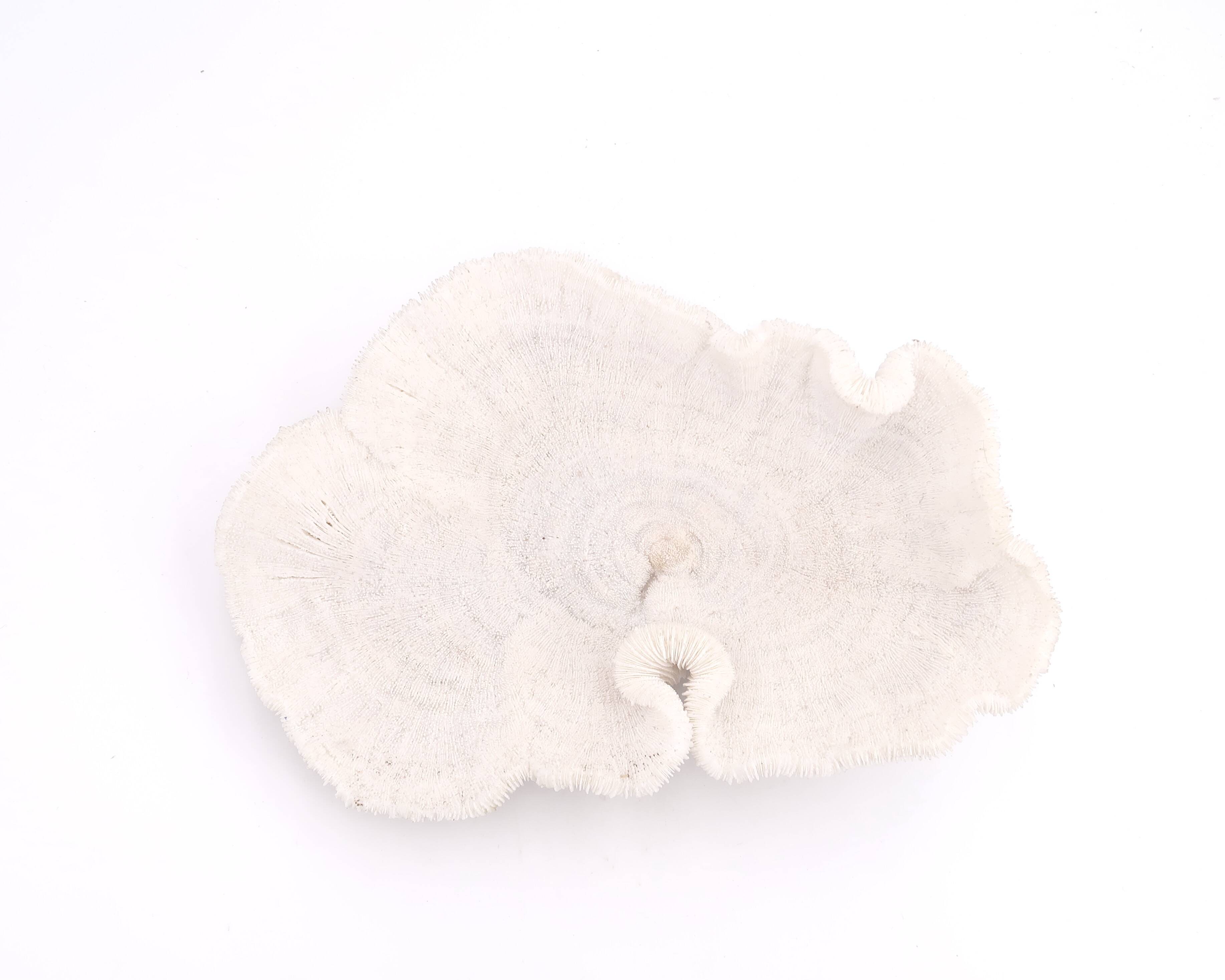 white coral empty pocket shape, cabinet of curiosities, 70s