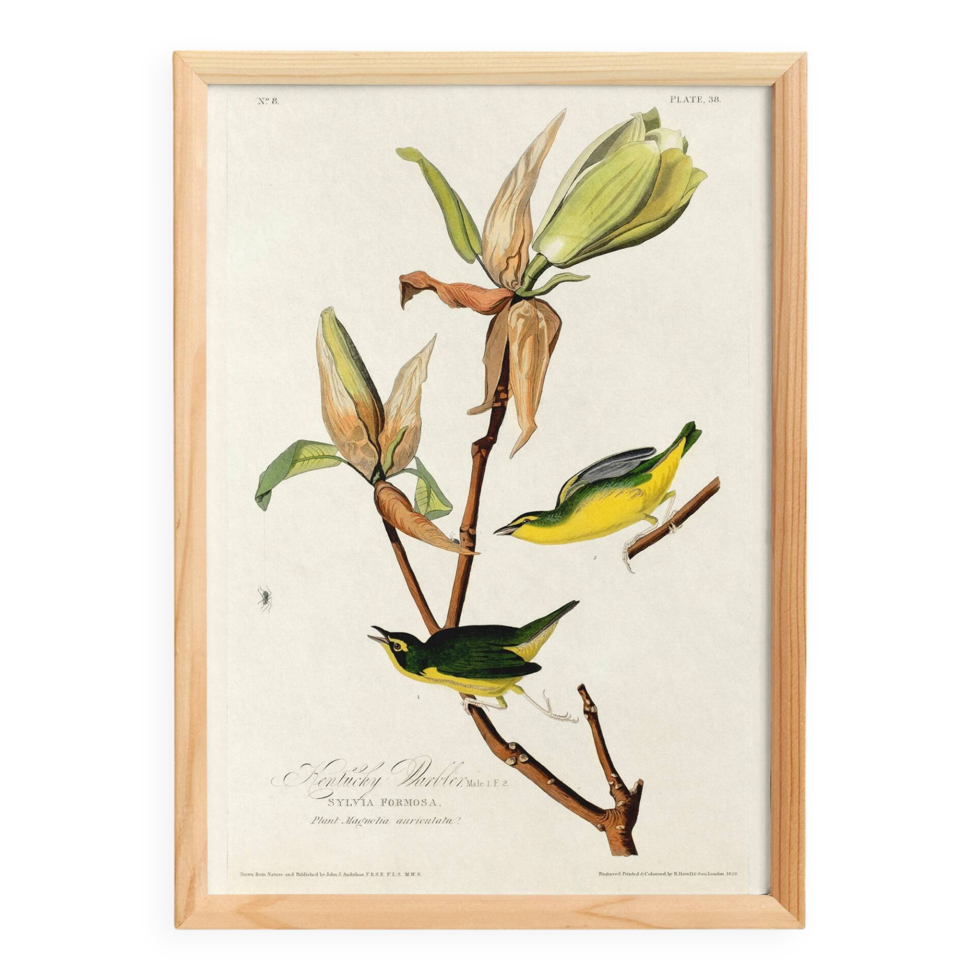 Poster about the Kentucky Warbler, based on an old engraving from 1827.