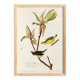 Poster about the Kentucky Warbler, based on an old engraving from 1827.