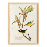 Poster about the Kentucky Warbler, based on an old engraving from 1827.