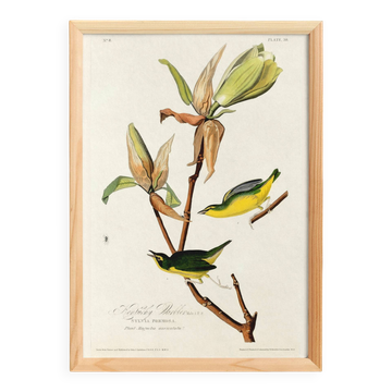 Poster about the Kentucky Warbler, based on an old engraving from 1827.