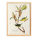 Poster about the Kentucky Warbler, based on an old engraving from 1827.