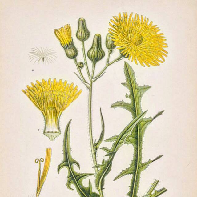 Old botanical plates in colour Brass of the fields