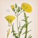 Old botanical plates in colour Brass of the fields