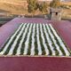 Tapis en laine pure marocaine vert et blanc taille 140 x 260 cm