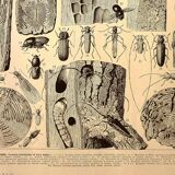 Antique engraving 1928 A. Millot - Wood-boring insects 1, damage to trees