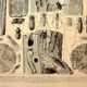 Antique engraving 1928 A. Millot - Wood-boring insects 1, damage to trees